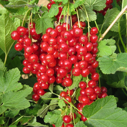 Смородина Голландская Красная сладкая