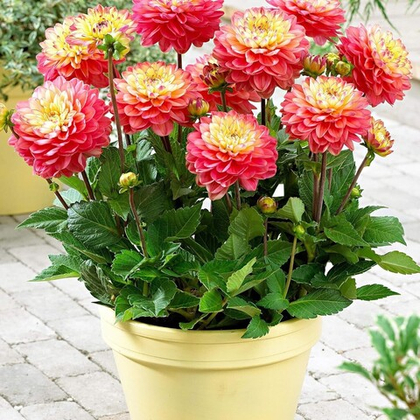 Георгина Мелоди Аллегро бордюрная