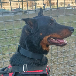 Ошейник биотановый K9 INDUSTRIES