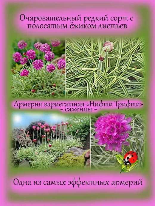Армерия Нифти Трифти приморская вариегатная
