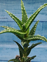 Aloe Arborescens (Алоэ)