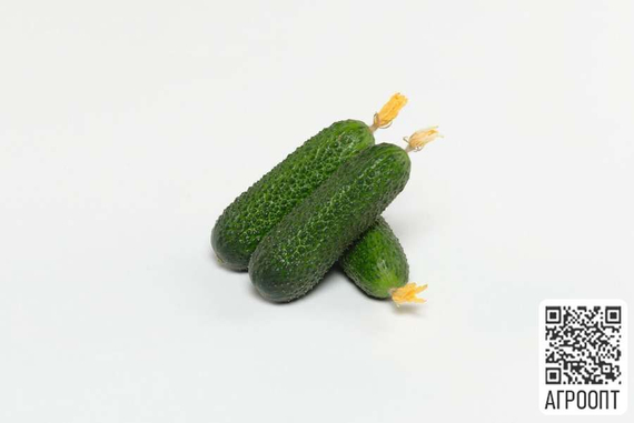 Алпака F1 семена огурца партенокарпического (Bejo /ALEXAGRO) культура – фото 4