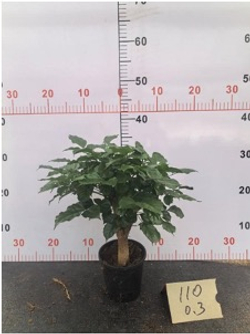 Радермахера Green Treasure д.12