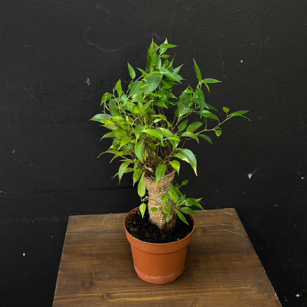 Фикус Бенджамина