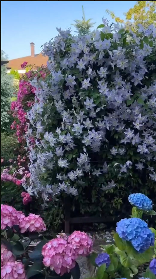 Клематис гибридный Блекитни Аниол Закупка М33 апрель 2026