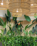 Озеленение искусственными стрелициями и ампельными растениями кафе в супермаркете "Табрис"  г.Краснодар