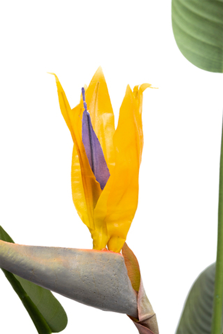 Куст стрелиции в горшке 153см Garda Decor 29BJ-925-11