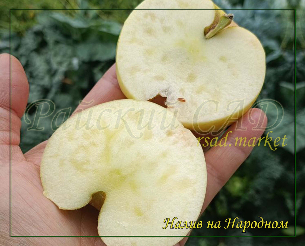Яблоня Народное