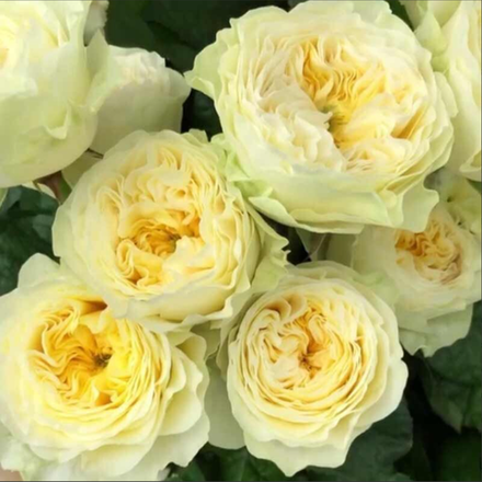 Гайд Парк (Hyde Park)