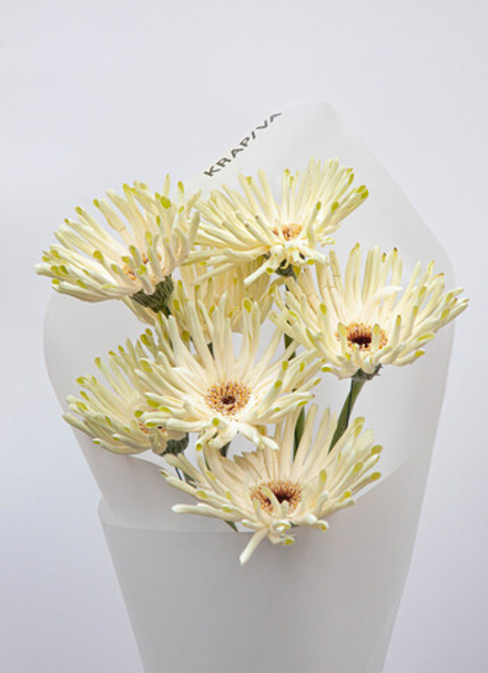 Белые герберы