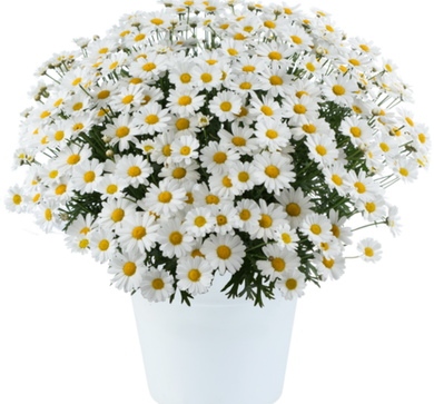 Аргирантемум