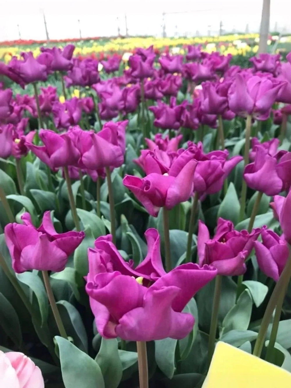 Тюльпан Экзотический Краун оф Негрита