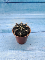 Gymnocalycium Friedrichii (Гимнокалициум)