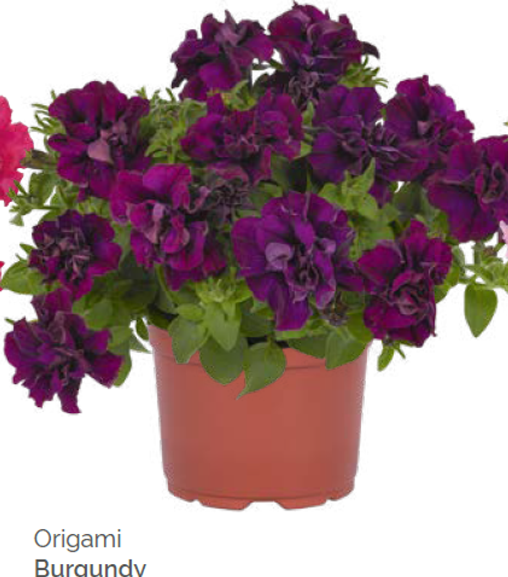 Петуния Origami Burgundy укорененный черенок ОКС февраль 26 Dummen Orange