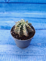 Euphorbia meloformis f. Variegated (Эуфорбия вариегатная)