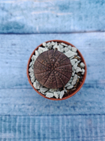 Суккулент Euphorbia Obesa (Эуфорбия)