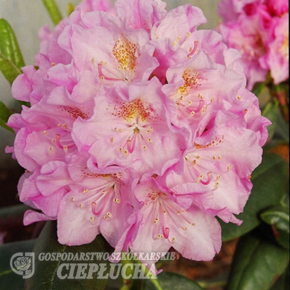 Рододендрон гибридный Хельсинки Юниверсити 25-30 см Закупка М63 апрель 2026