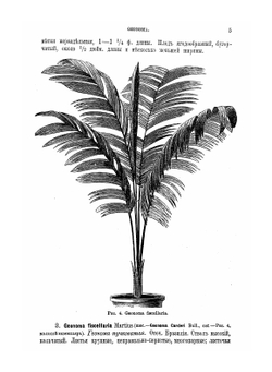 Содержание и воспитание растений в комнатах. Часть 2. Описание и культура растений, годных для комнат и домашних оранжерей | Р.Э. Регель