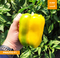 РИАЛТО F1 семена перца сладкого Nunhems купить
