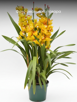 Цимбидиум желтый д. 20
