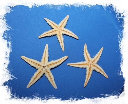 Сахарная звездочка 6 - 10 см, 50шт.