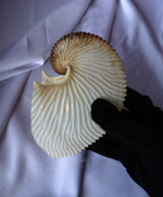 Argonauta argo, Ракушка Аргонавт Арго