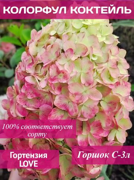 Колорфул Коктель гортензия метельчатая