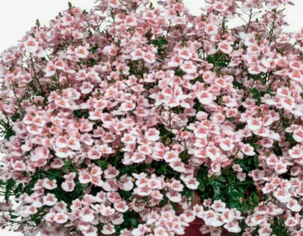 Диасция My darling Appleblossom ЕВРО укорененный черенок 15-20 марта