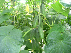 Огурец Герман F1 7шт Мировые Семена VITA GREEN