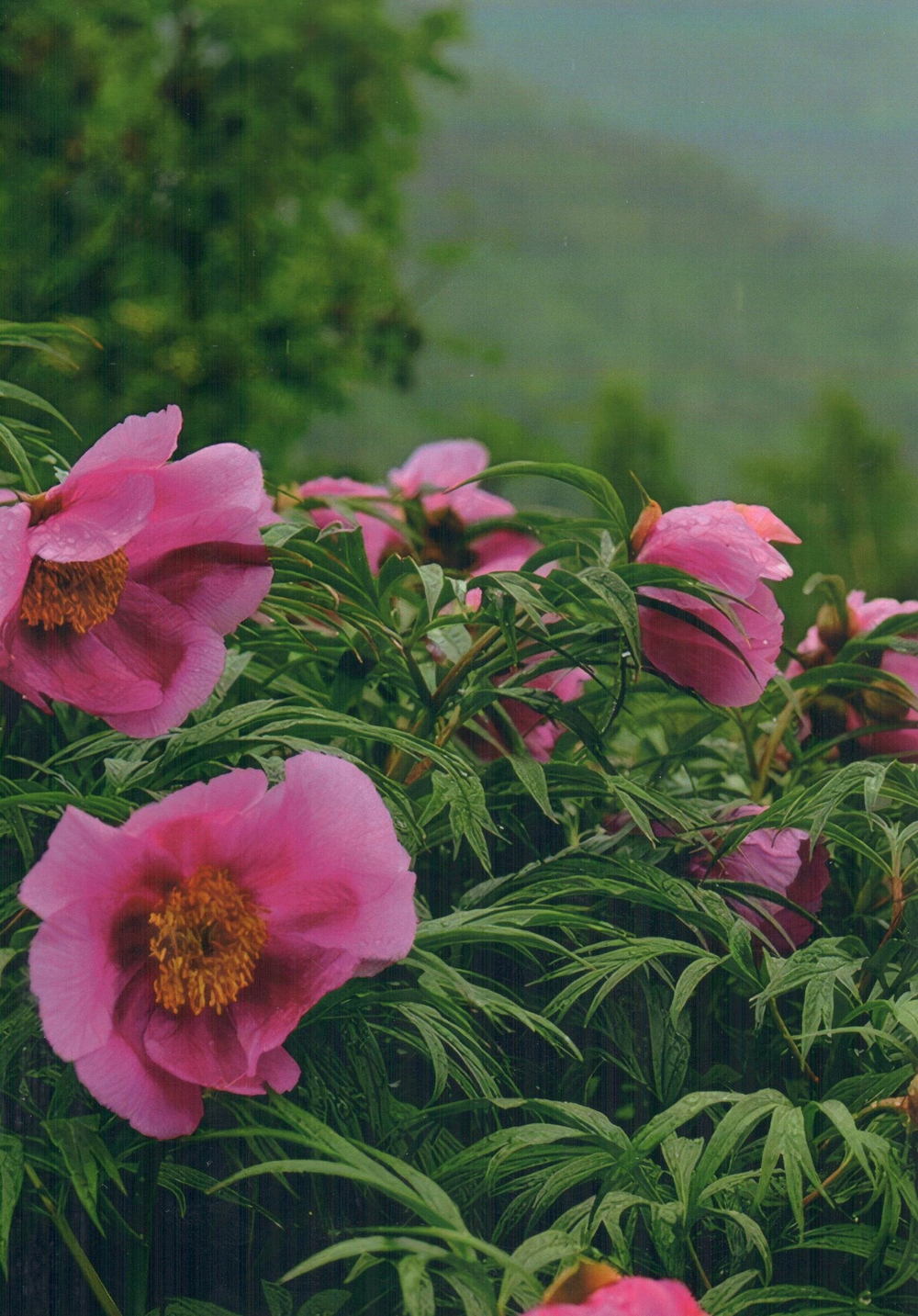 Марьин корень