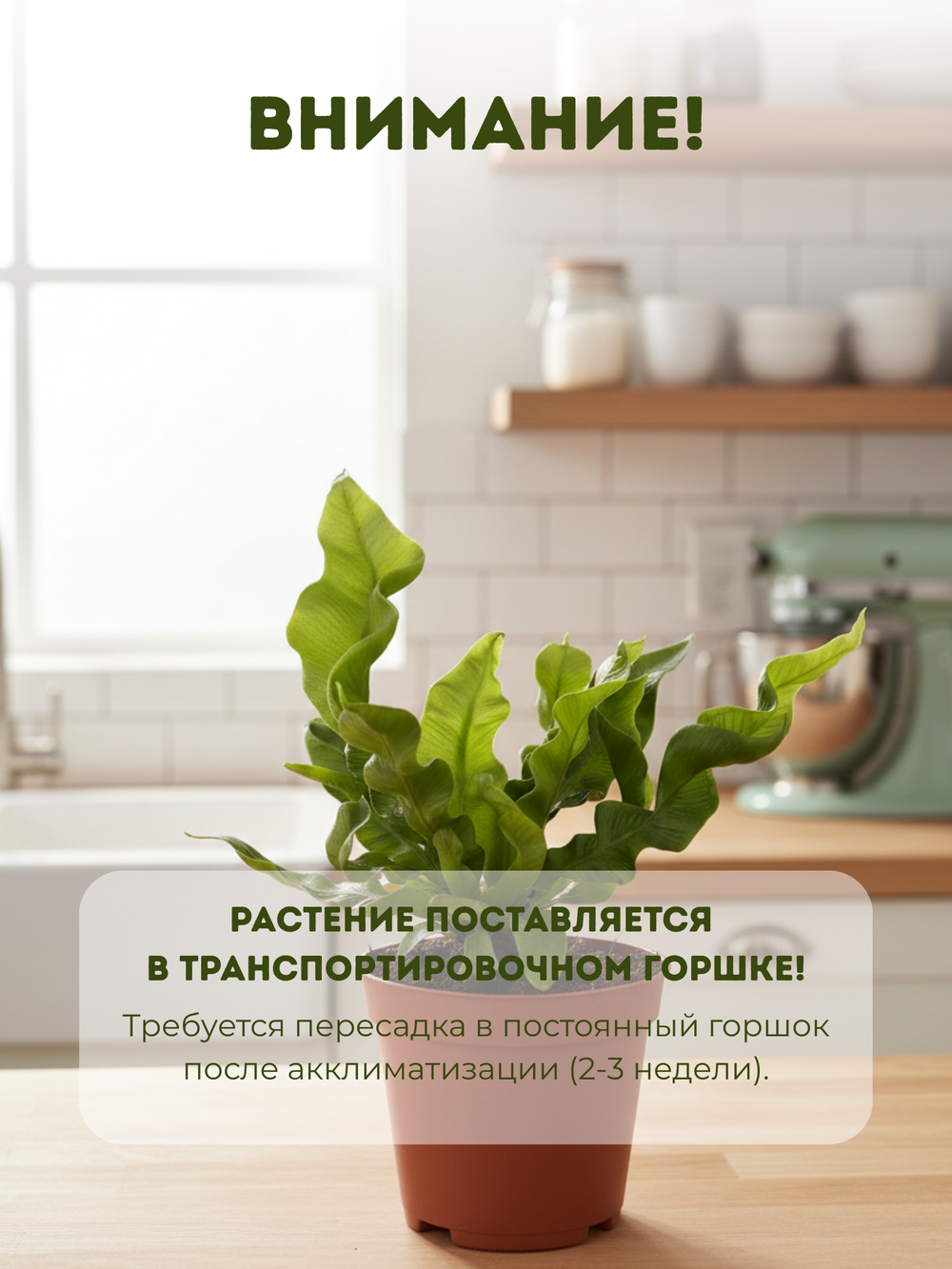 Папоротник Flame Bird's Nest д.9