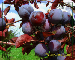 Слива Цыганочка