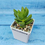 Crassula Benjamin (Крассула)