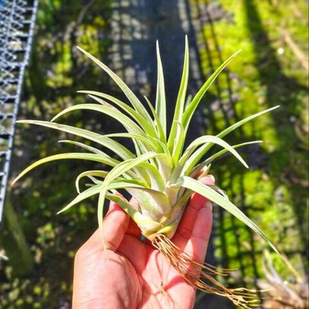 Тилландсия capitata Fire Orange R