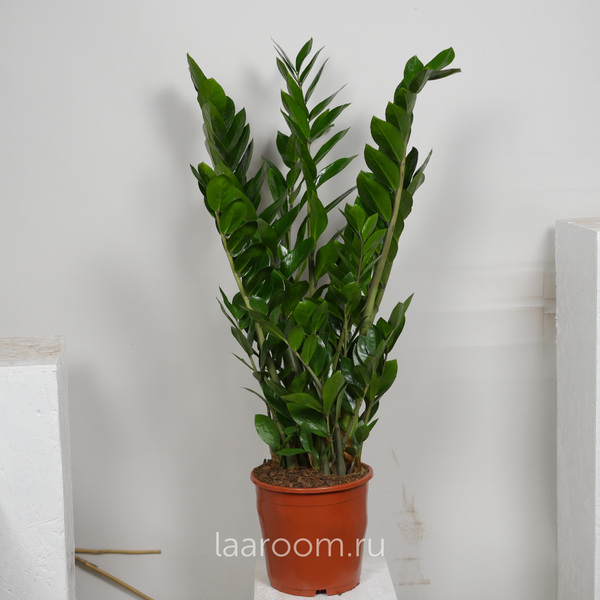 Замиокулькас 21/100