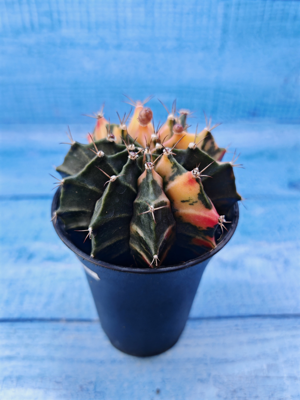Gymnocalycium Variegata (Гимнокалициум Вариегатный)