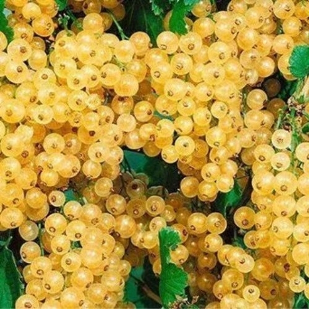 Смородина Белая Супер Бланка