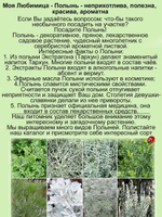 Полынь Кола с ароматом колы многолетник