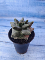 Astrophytum Myriostigma monstrosa (Астрофитум)