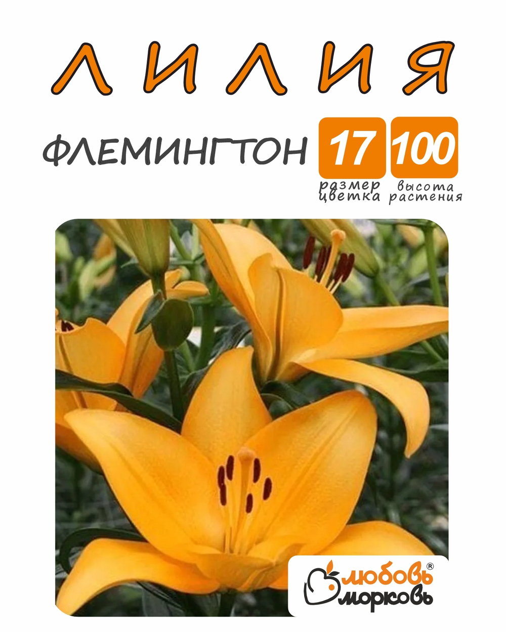 Лилия Луковица, Флемингтон, разбор 20/22,1шт
