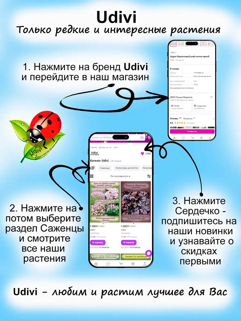 Крестовник Дельфинчики суккулент ампельный