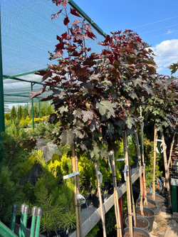 Клен остролистный 'Royal Red' (Роял ред)