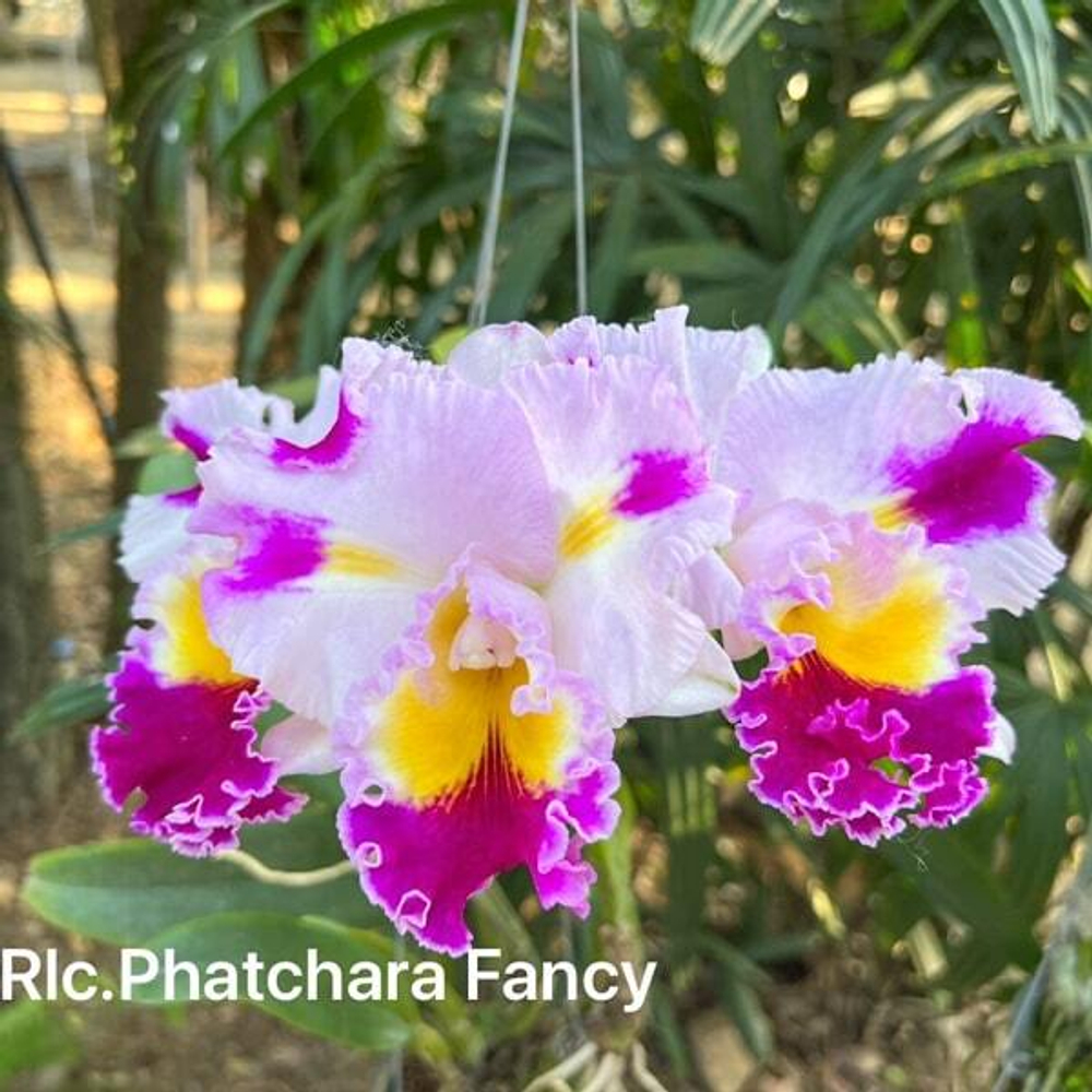 Орхидея ринхолелиокаттлея RLC. PHATCHARA FANCY