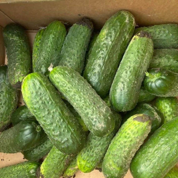 Жозефино F1 семена огурца партенокарпического (Seminis / Семинис) – фото 5