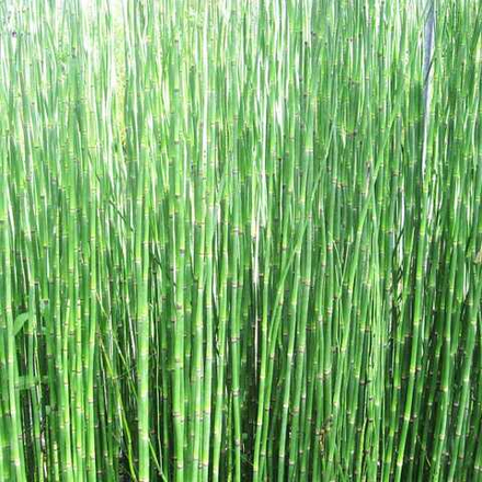 Хвощ Зимующий. Equisetum hiemale.