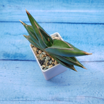 Sansevieria stylish fan (Сансевиерия)