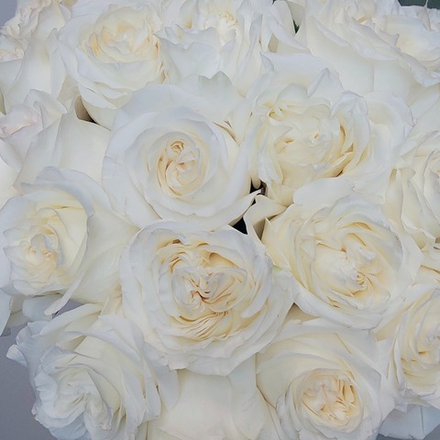 25 пионовидных импортных роз Кенди Лайт