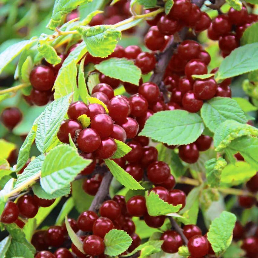 Вишня войлочная Смуглянка Восточная