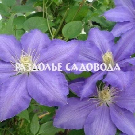 Клематис крупноцветковый Лазурштерн