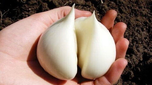 Чеснок озимый Медвежий коготь